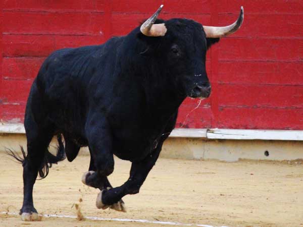 toros sevilla newsletter